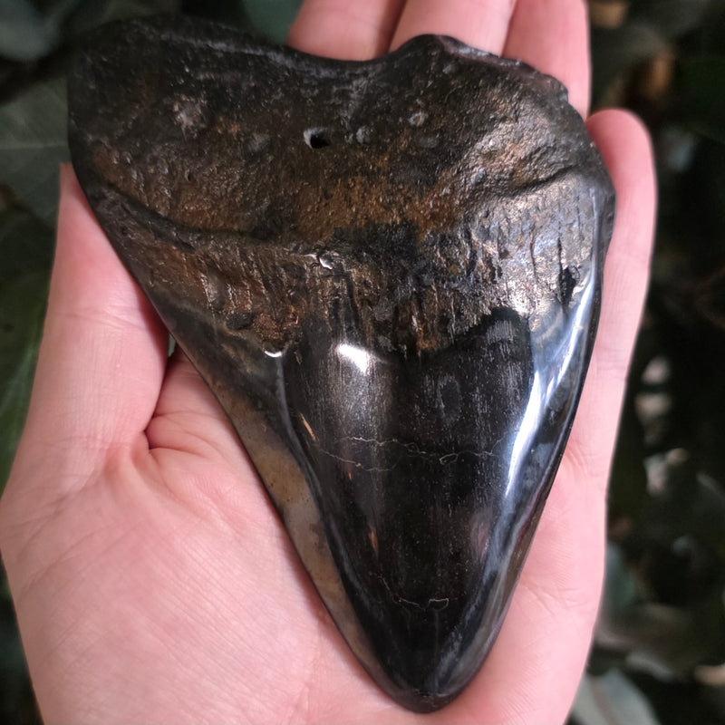 Megalodon Tooth G (5")