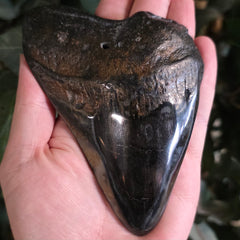 Megalodon Tooth G (5