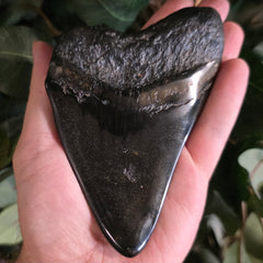 Megalodon Tooth G (5