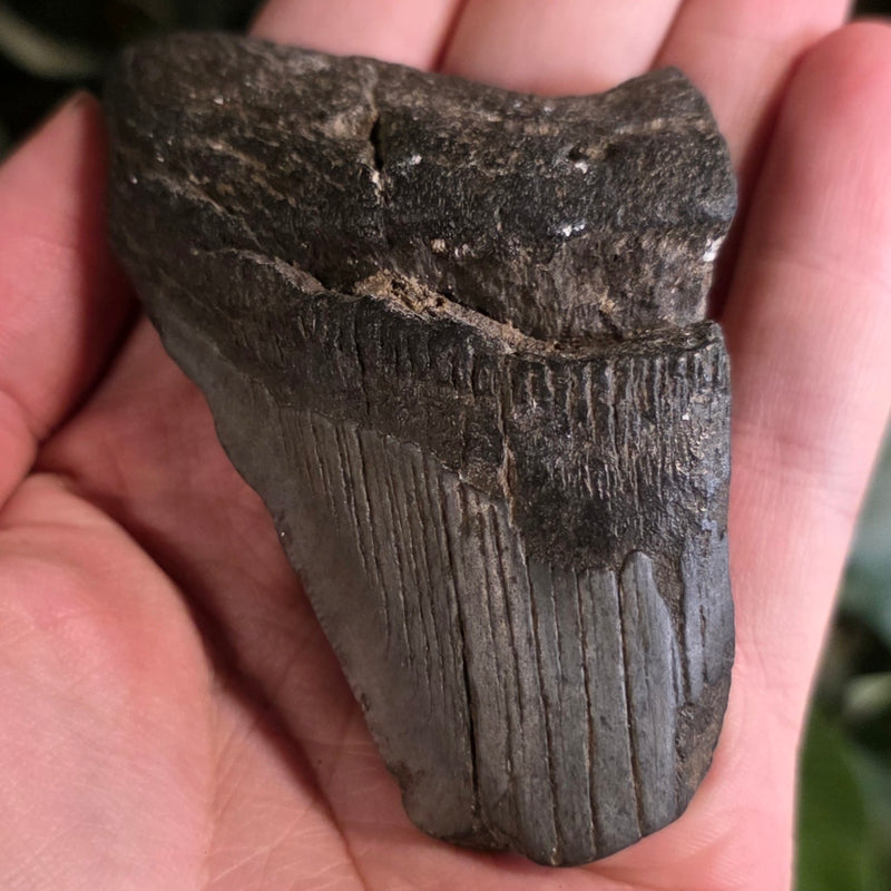 Megalodon Tooth i (3.25")
