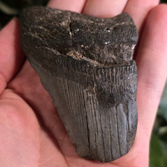 Megalodon Tooth i (3.25