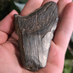 Megalodon Tooth i (3.25