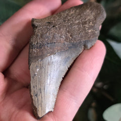 Megalodon Tooth K (3