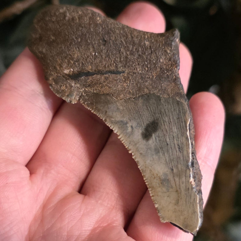 Megalodon Tooth K (3")