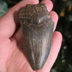 Megalodon Tooth N (3