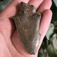 Megalodon Tooth N (3