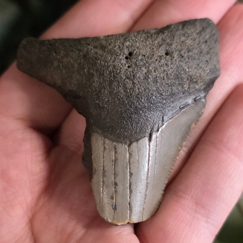 Megalodon Tooth O (2.25")
