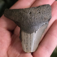 Megalodon Tooth O (2.25