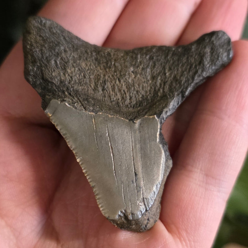 Megalodon Tooth O (2.25")
