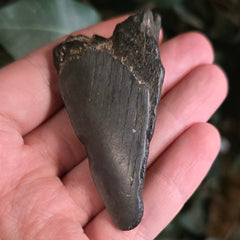 Megalodon Tooth P (2.75