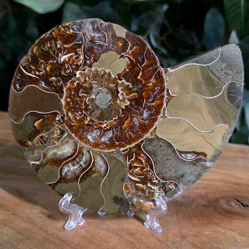 Cleoniceras Ammonite Half, A