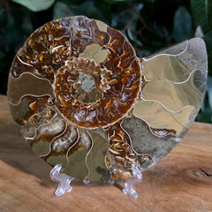Cleoniceras Ammonite Half, A