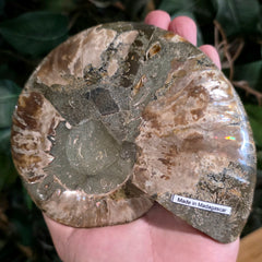 Cleoniceras Ammonite Half, A