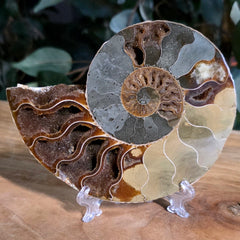 Cleoniceras Ammonite Half, B