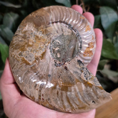 Cleoniceras Ammonite Half, B