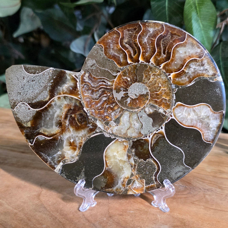 Cleoniceras Ammonite Half, C