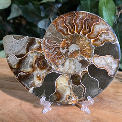 Cleoniceras Ammonite Half, C