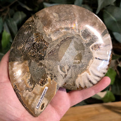 Cleoniceras Ammonite Half, C