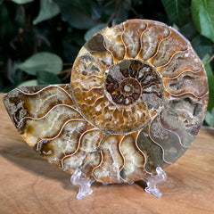Cleoniceras Ammonite Half, D