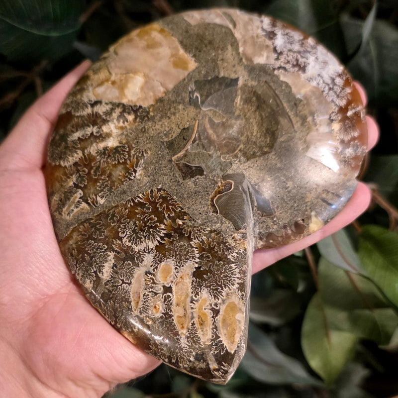 Cleoniceras Ammonite Half, D