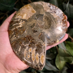 Cleoniceras Ammonite Half, D