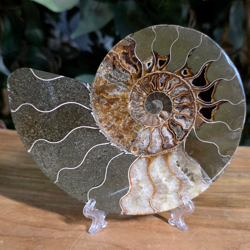 Cleoniceras Ammonite Half, E
