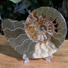 Cleoniceras Ammonite Half, E