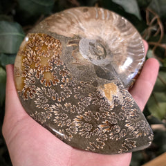 Cleoniceras Ammonite Half, E