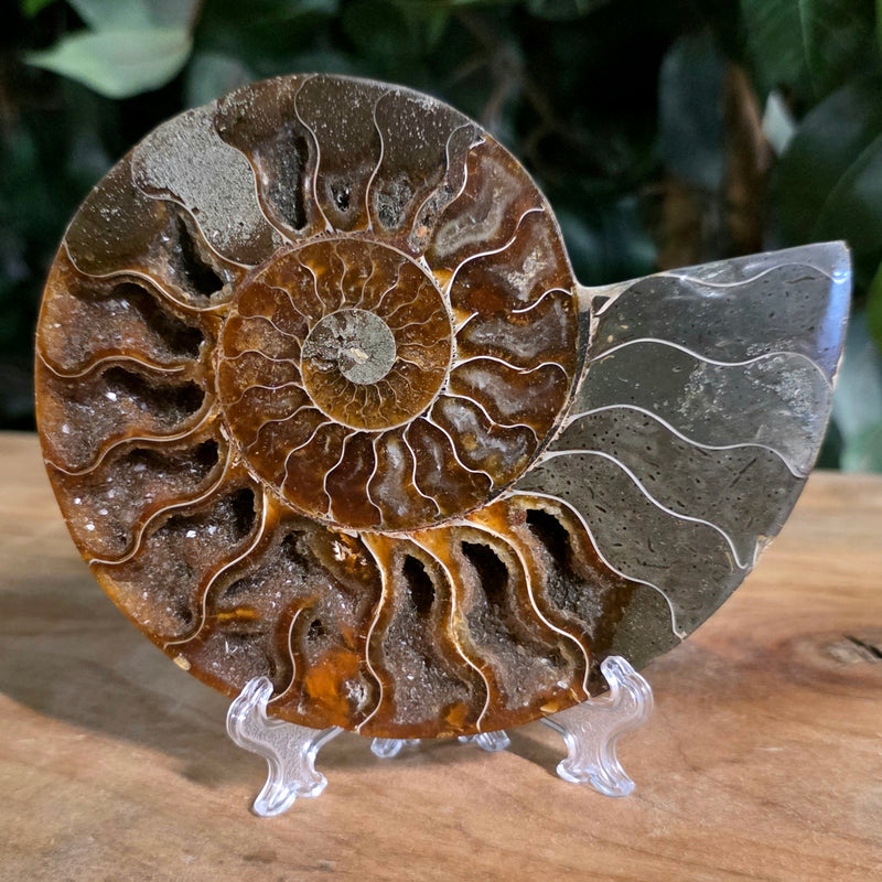 Cleoniceras Ammonite Half, F
