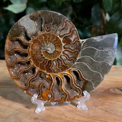 Cleoniceras Ammonite Half, F