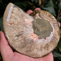 Cleoniceras Ammonite Half, F