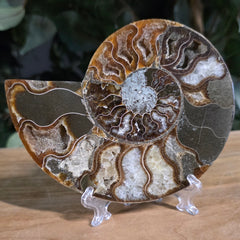 Cleoniceras Ammonite Half, G