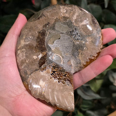 Cleoniceras Ammonite Half, G