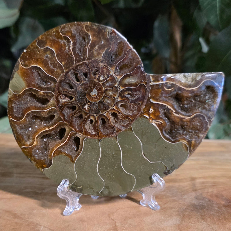 Cleoniceras Ammonite Half, H