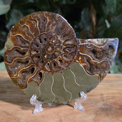 Cleoniceras Ammonite Half, H