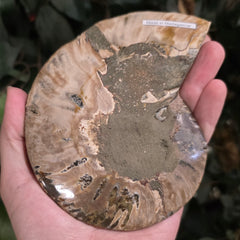Cleoniceras Ammonite Half, H