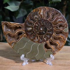 Cleoniceras Ammonite Half, i