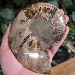 Cleoniceras Ammonite Half, i