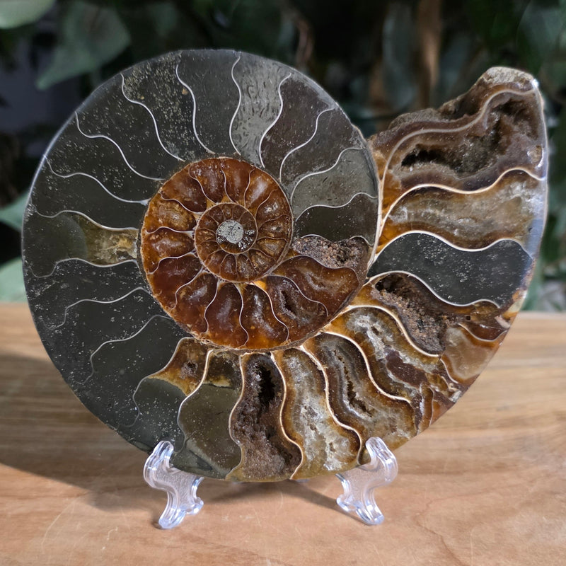 Cleoniceras Ammonite Half, J