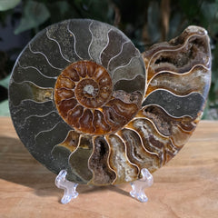 Cleoniceras Ammonite Half, J