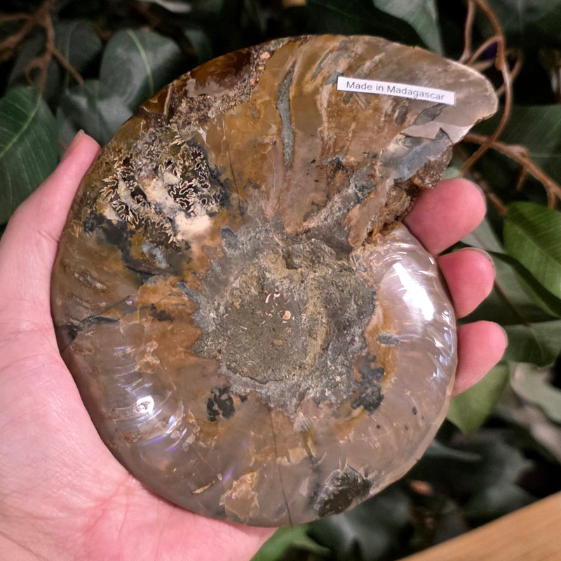 Cleoniceras Ammonite Half, J