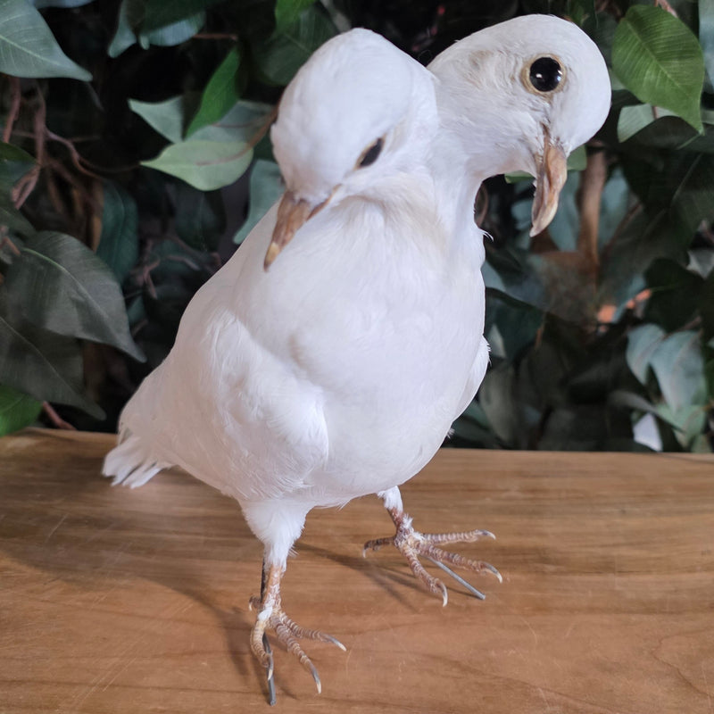 Two-Headed White Dove Taxidermy