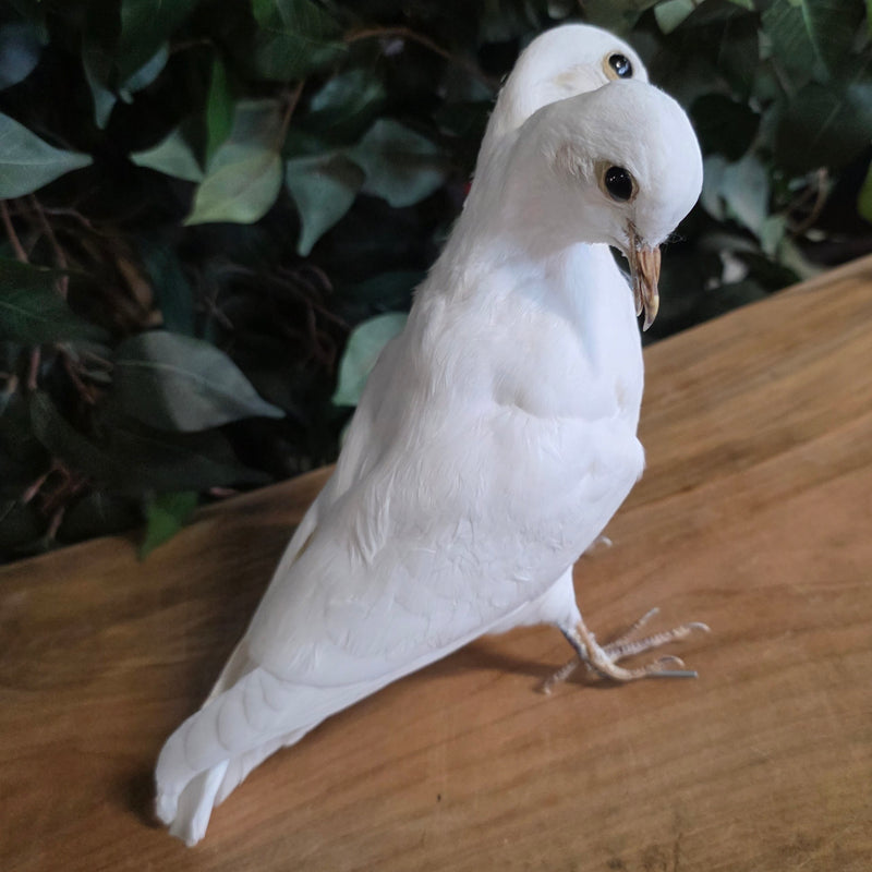 Two-Headed White Dove Taxidermy