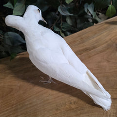 Two-Headed White Dove Taxidermy