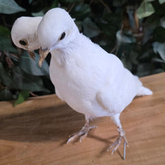 Two-Headed White Dove Taxidermy