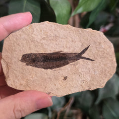 Fossil Knightia Fish G