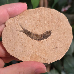 Fossil Knightia Fish H