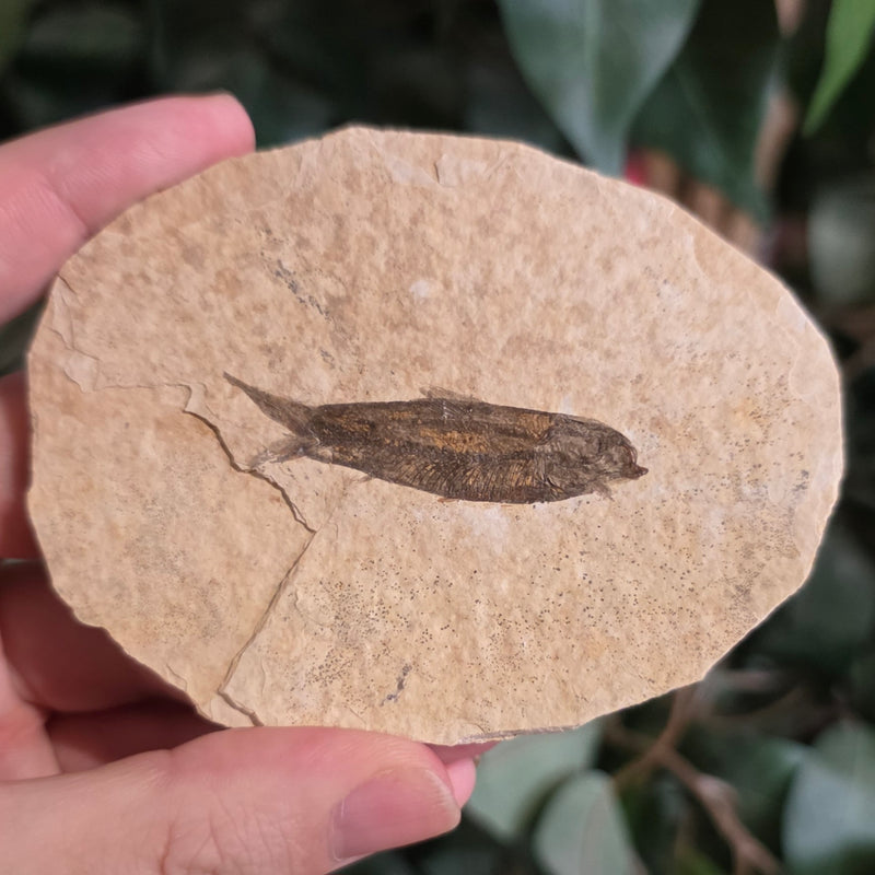Fossil Knightia Fish K