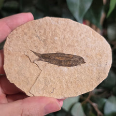 Fossil Knightia Fish K
