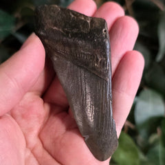 Megalodon Tooth i (3.5
